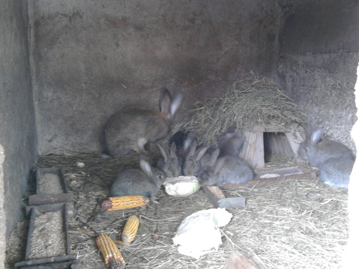 Fotografie0099 - de vanzare pui iepuri rasa urias belgian