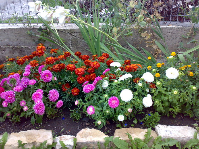 craite, gladiole si ochiul boului pitic - Florile din gradina mea - 2009