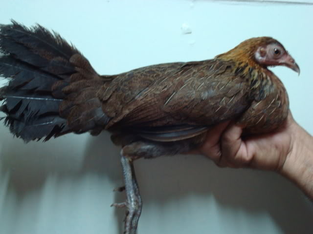 Gallus lafayetii