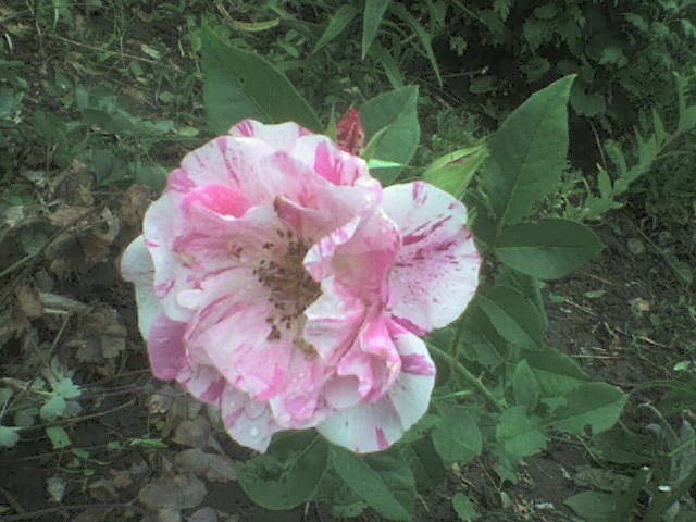 DSC00698 - trandafiri