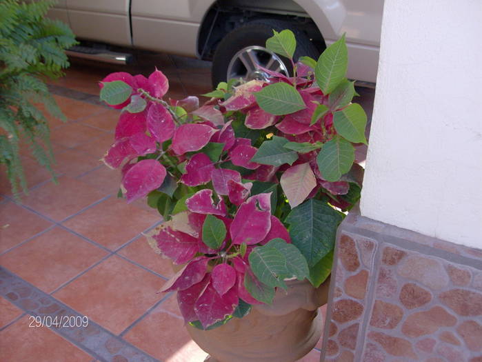HPIM1498mic - Flori si plante in Mexic