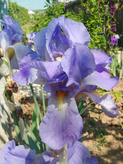 Iris lila