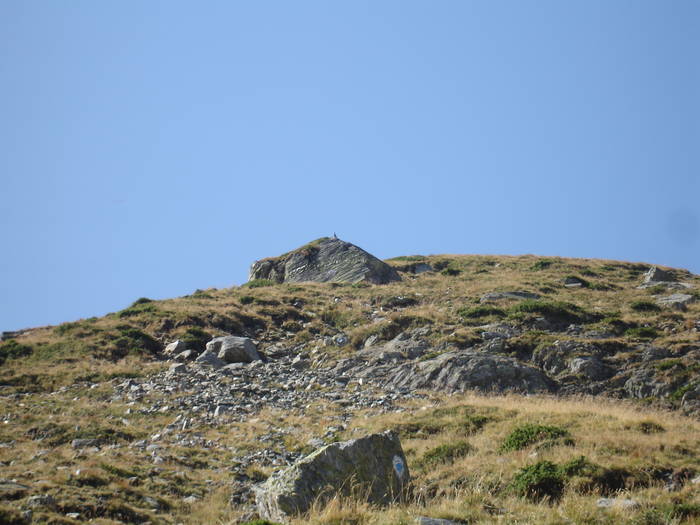 muntii fagarasi; Este extraordinar faptul ca cu toate ca eram la peste 2300 m inaltime in muntii fagarasi o zona foar
