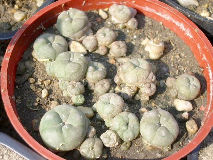 Lophophora williamsii v. caespitosa - plante juvenile - butasi