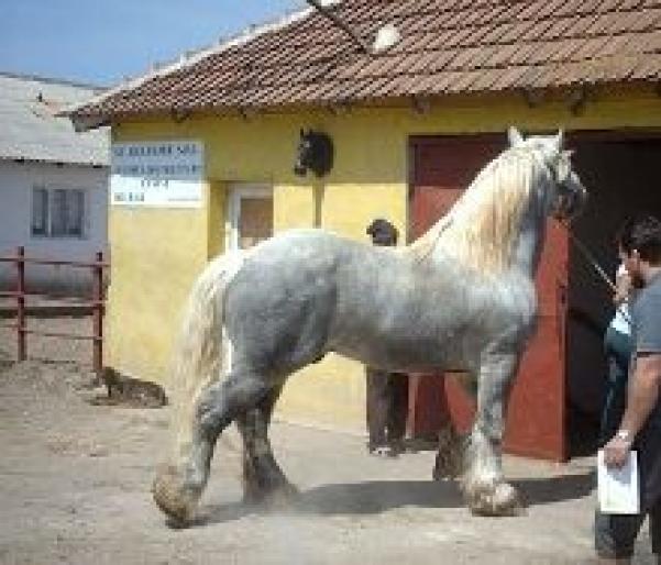 Ursu - CAI RASA PERCHERON