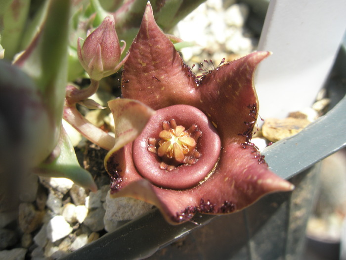 Orbea paradoxa ssp. woodii - floare 24.09 - Asclepidiacee 2009