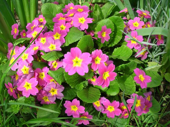 primula