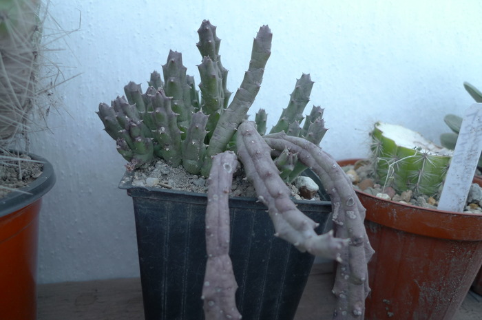 Stapelia variegata - decembrie 2009