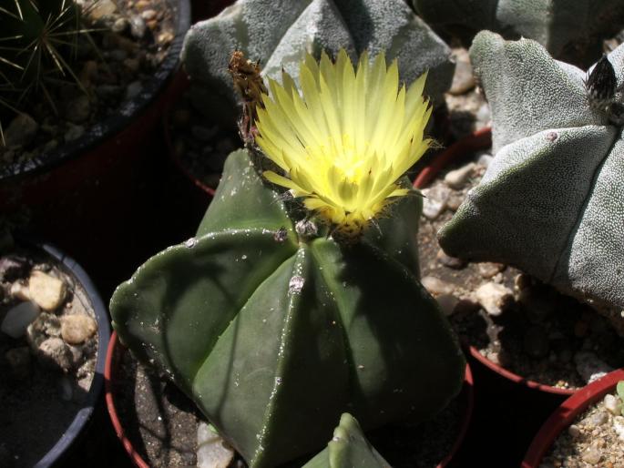 Astrophytum myriostigma v. nudum - cactusi