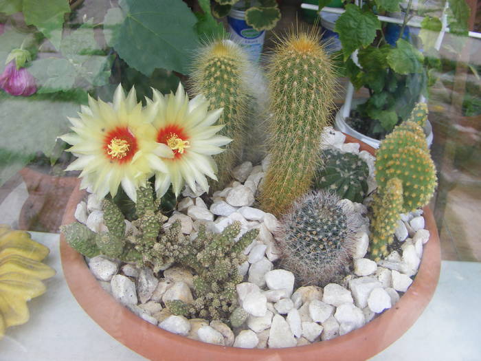 cactusi - flori si animale 2009
