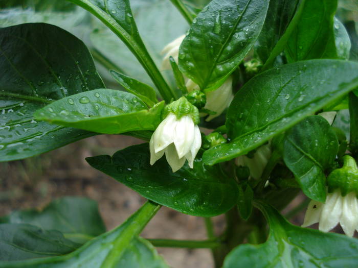 Bell Pepper Purple Flame (2009, Jun.17)