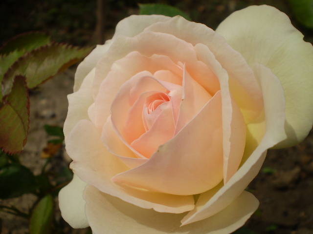 EDEN ROSE - trandafiri