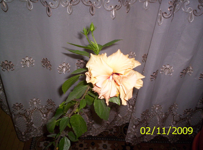 Hibiscus (Pene) 2 noi 2009 (1)