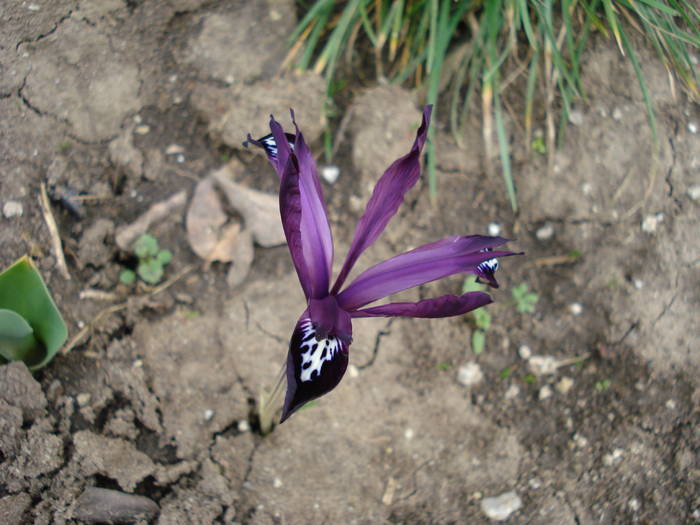 Iris reticulata Purple Gem (2009, Mar.13)