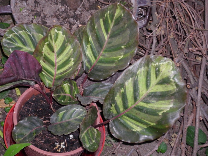 calathea