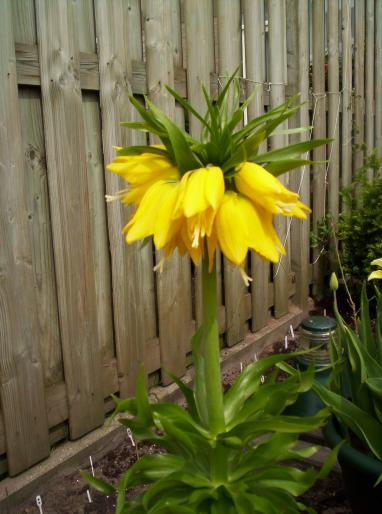 Fritillaria imp. lutea 27 apr 2008 (1)