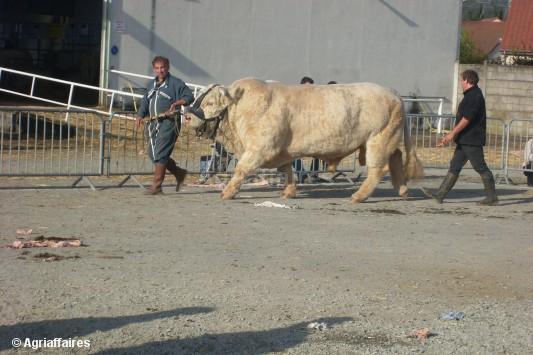 charolais-