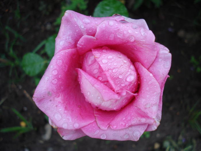 Rose Pink Peace (2009, June 23)