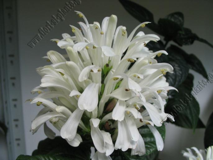 Jacobinia alba floarea