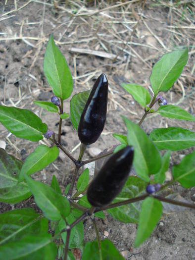 Black Chili Pepper (2009, July 10)