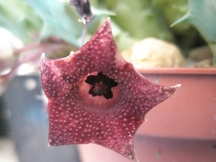 Huernia macrocarpa - floare 12.08