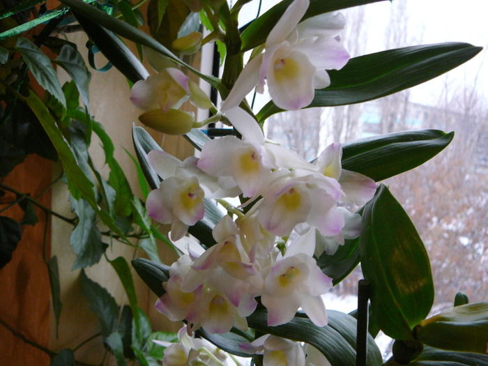 Dendrobium nobile - ORHIDEE