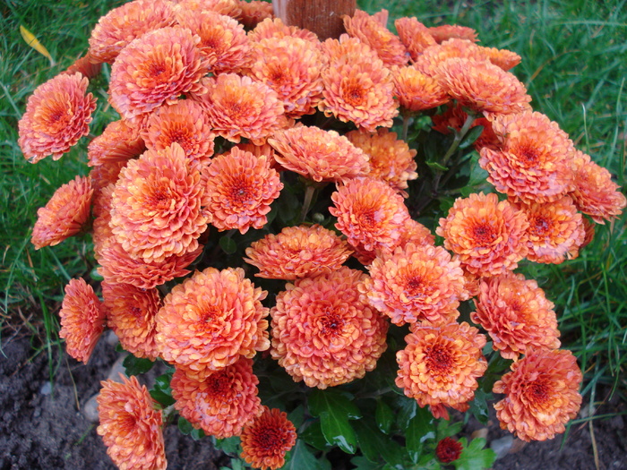 Terracotta Chrysanths (2009, Oct.17)