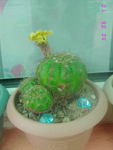 Notocactus ottonis