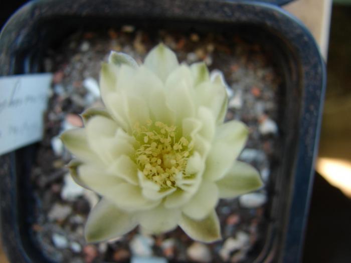 Gymnocalycium... - Cactusi la Mangalia