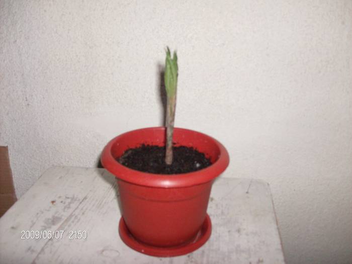 AMORPHOPHALLUS KONJAC -frunze - AMORPHOPHALLUS KONJAC