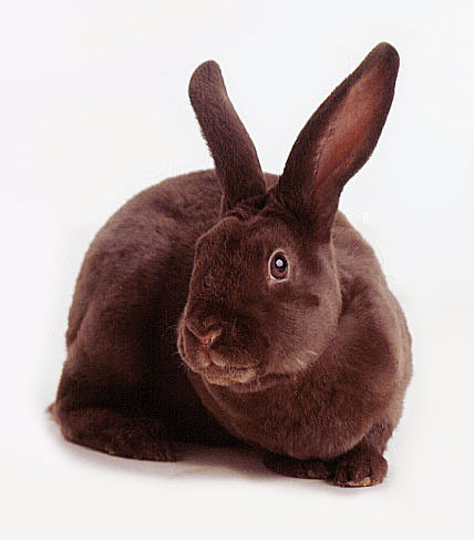 poze-iepuri-ciocolata