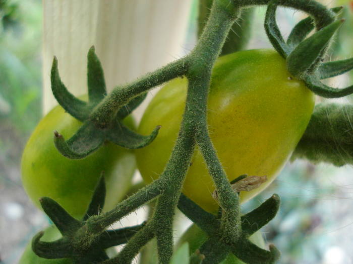 Tomato Yellow Pear (2009, July 09)