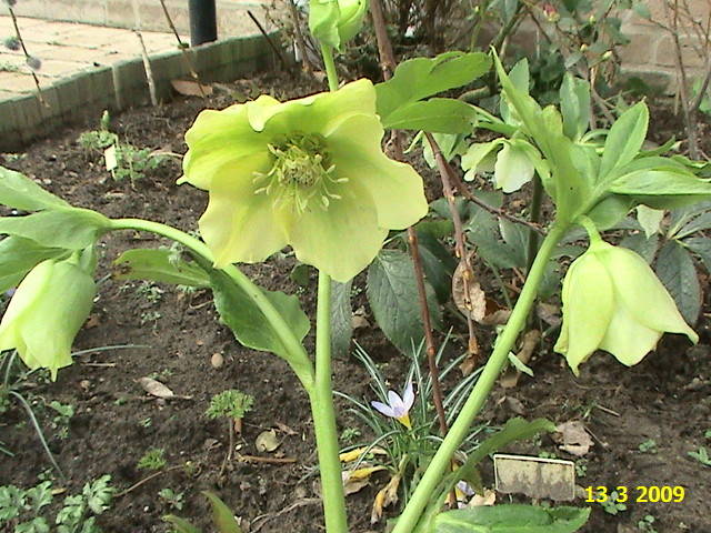 Helleborus Orientalis 13 mart 2009 (2)