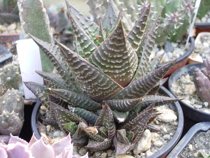 Haworthia limifolia