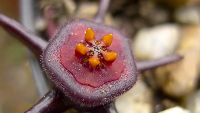 Duvalia caespitosa - Asclepiadaceae