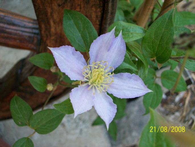 100_0035; clematis piilu
