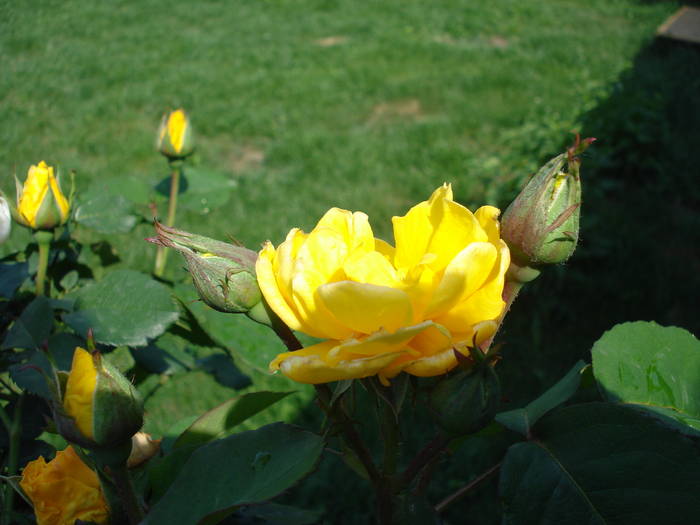 Rose Friesia (2009, May 12)