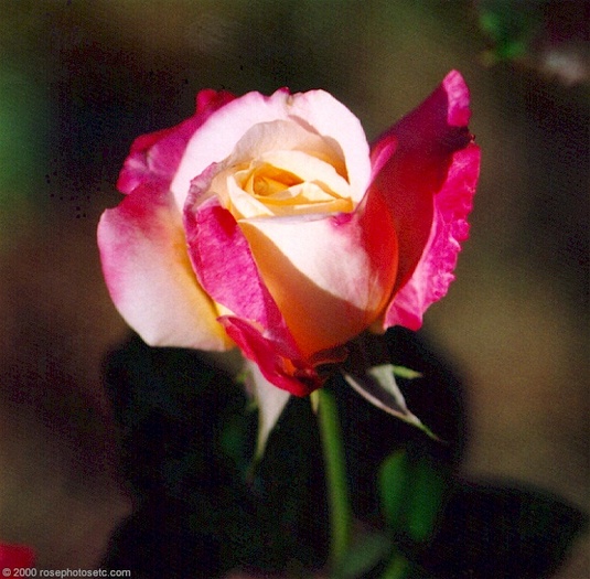 Rose0436