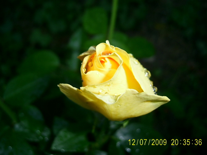 trandafirii (20) - Trandafirii lui Tusi