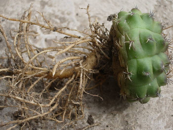 Gymnocalycium anisitsii