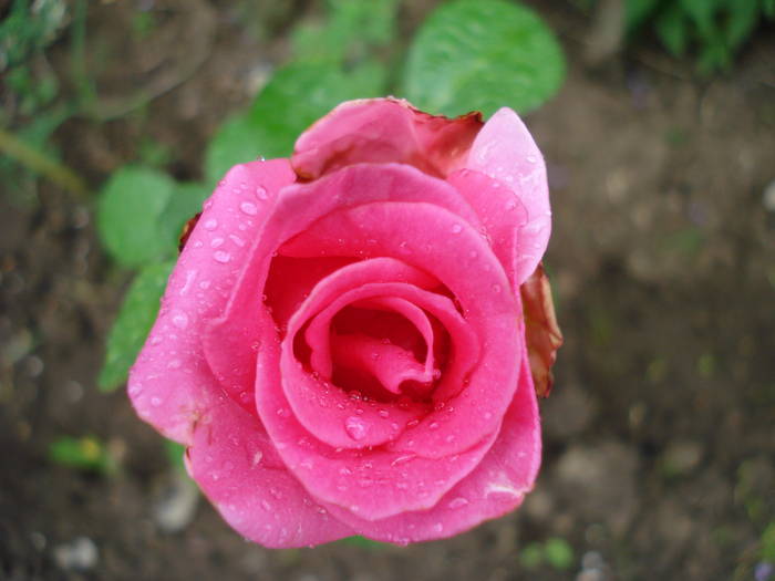 Rose Pink Peace (2009, June 17)