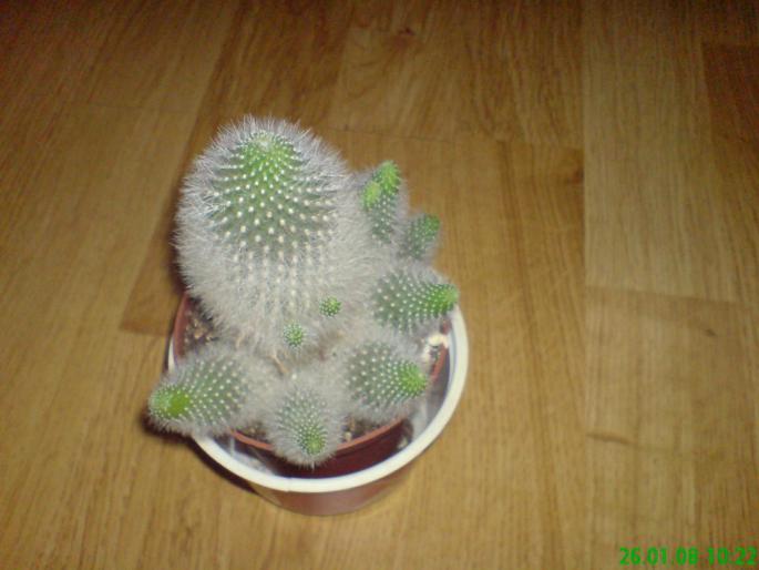 Cactus pufos