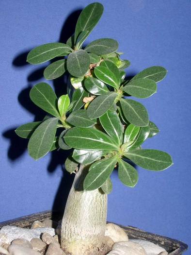 Adenium obesum - Plante cu caudex