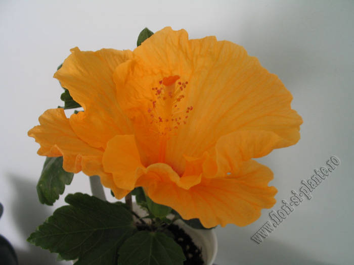 Hibiscus galben gofrat 4