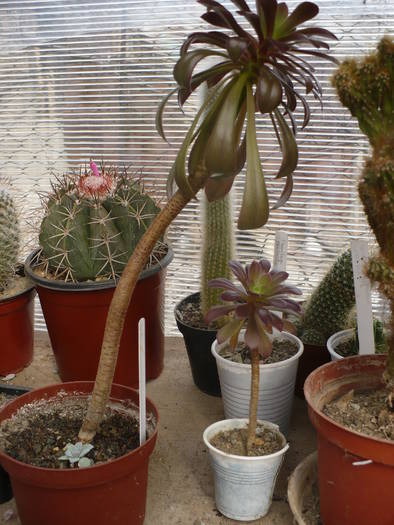 Aeonium arborerum atropurpureum - Cactusi 2009