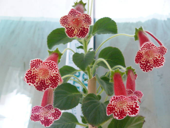 kohleria