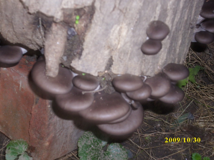 DSCI2115 - bureti si ciuperci