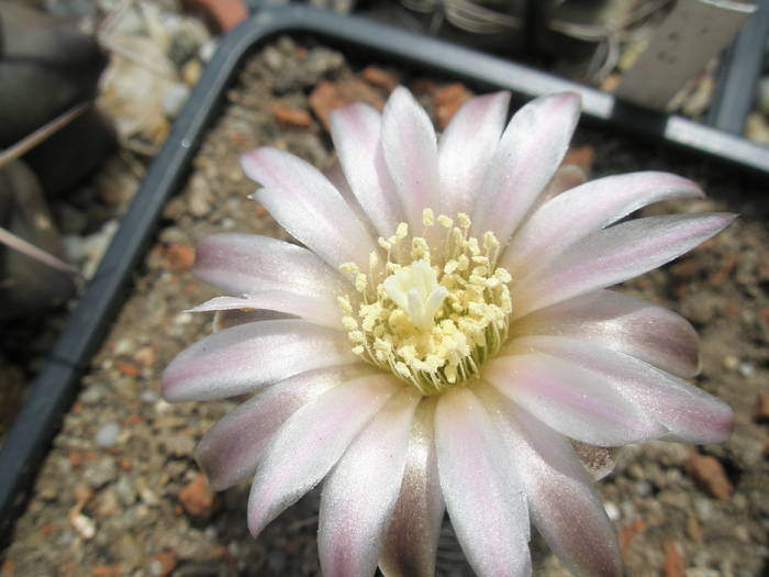 Gymnocalycium bruchii - detaliu floare