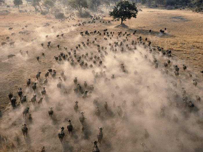 Aerial View of a Herd of African Buffalo, Botswana