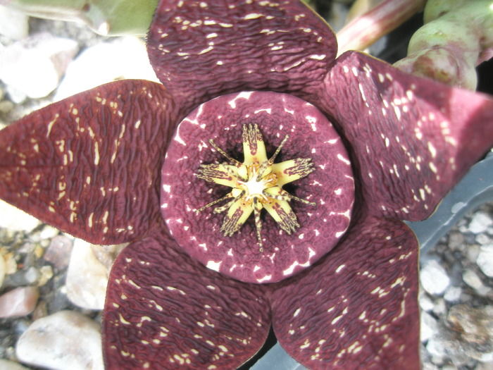 Stapelia variegata - floare 20.09 - Asclepidiacee 2009